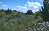 Terrain à vendre à Lacoste — Vue nature — photo 1