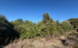 Terrain à vendre à Laudun-l&rsquo;ardoise — Vue dégagée — photo 1