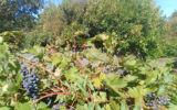 Maison à vendre à Saint-avé — Vue vignes — photo 1