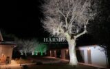 Maison à vendre à Sanguinet — Vue nature — photo 15