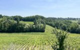 Maison à vendre à Puisseguin — Vue nature — photo 1