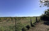 Maison à vendre à Meursac — Vue vignes — photo 1