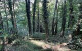 Maison à vendre à Clamecy — Vue nature — photo 19