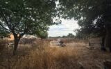 Maison à vendre à Marsala — Vue nature — photo 6
