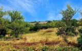 Maison à vendre à Mirandol-Bourgnounac — Vue nature — photo 18
