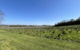 Maison à vendre à Saint-Émilion — Vue vignes — photo 1