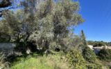 Terrain à vendre à Mougins — Vue nature — photo 3