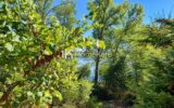 Maison à vendre à Roques — Vue nature — photo 1