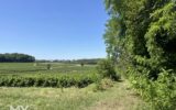 Maison à vendre à Puisseguin — Vue parc & jardin — photo 16