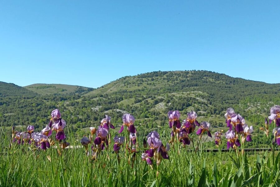 Maison à vendre à Coursegoules — Vue nature — photo 10
