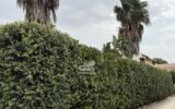 Maison à vendre à Marsala — Vue nature — photo 45