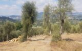 Terrain à vendre à Opio — Vue sur la ville — photo 6