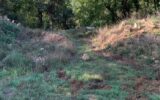 Terrain à vendre à Saint-Cézaire-sur-Siagne — Vue nature — photo 1