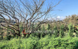Maison à louer à Cagnes-sur-Mer — Vue nature — photo 4