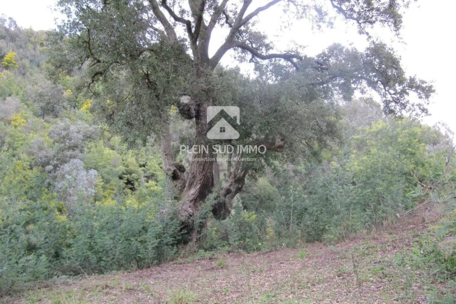 Terrain à vendre à Pégomas — photo 1
