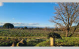 Maison à vendre à La Garde-Freinet — Vue vignes — photo 1