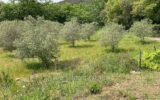 Maison à vendre à Grimaud — Vue nature — photo 12