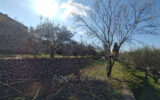 Maison à vendre à Draguignan — Vue parc & jardin — photo 10