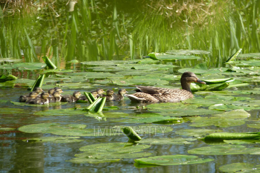 Maison à vendre à Maucor — Vue nature — photo 7