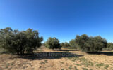 Terrain à vendre à Marsillargues — Vue nature — photo 9