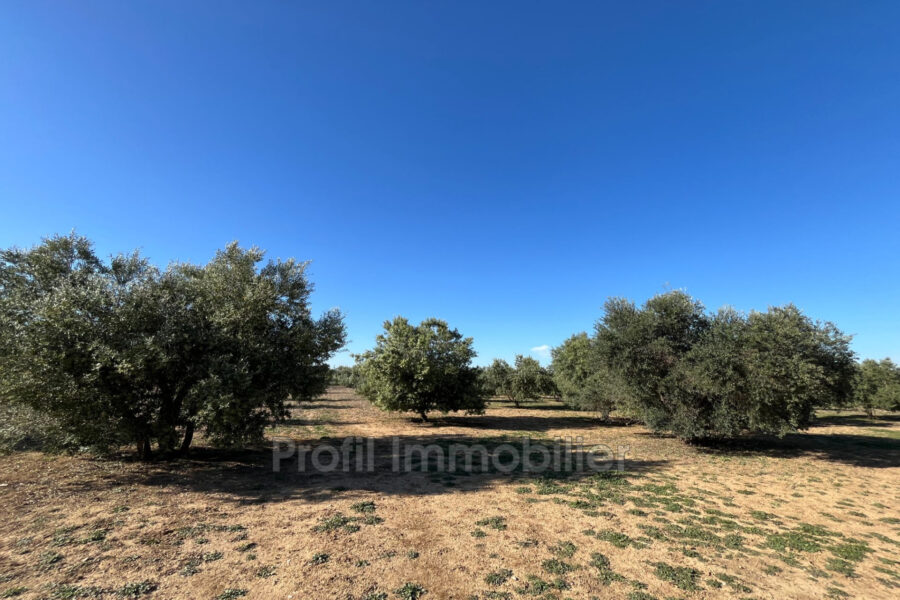 Terrain à vendre à Marsillargues — Vue nature — photo 9