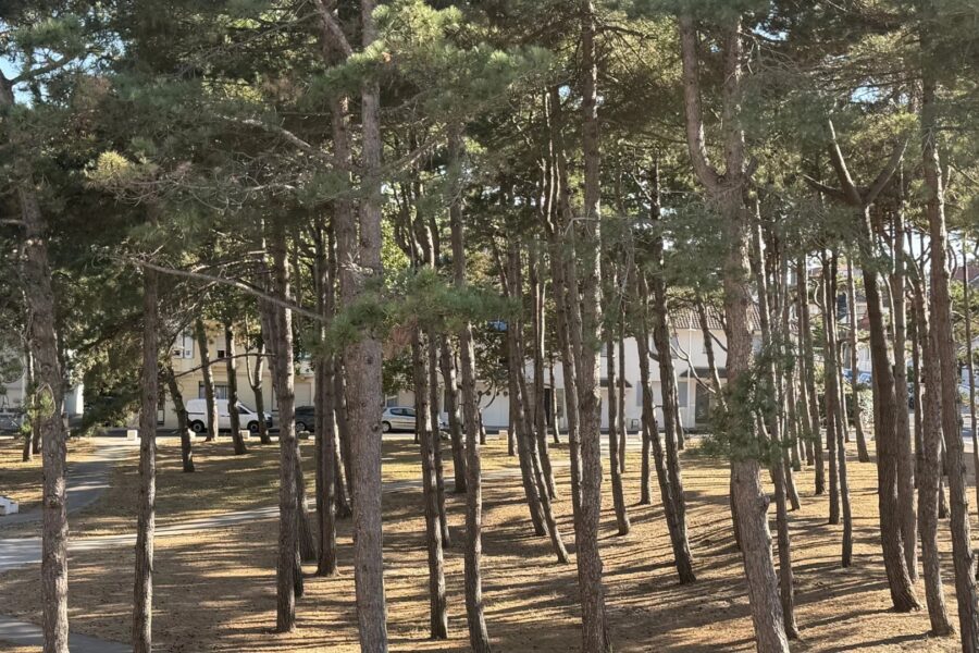 Maison à vendre à Le Touquet-Paris-Plage — Vue parc & jardin — photo 1