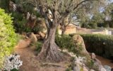 Maison à vendre à Sainte-Lucie-de-Porto-Vecchio — Vue mer — photo 36