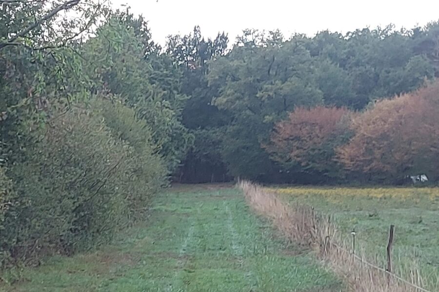 Terrain à vendre à Orléat — Vue dégagée — photo 2