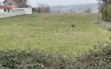 Terrain à vendre à Carmaux — Vue nature — photo 8