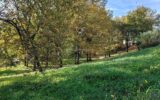 Terrain à vendre à Carmaux — Vue nature — photo 2