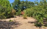 Maison à vendre à Belvèze-du-Razès — Vue parc & jardin — photo 33