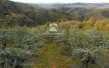Terrain à vendre à Tanneron — Vue nature — photo 1