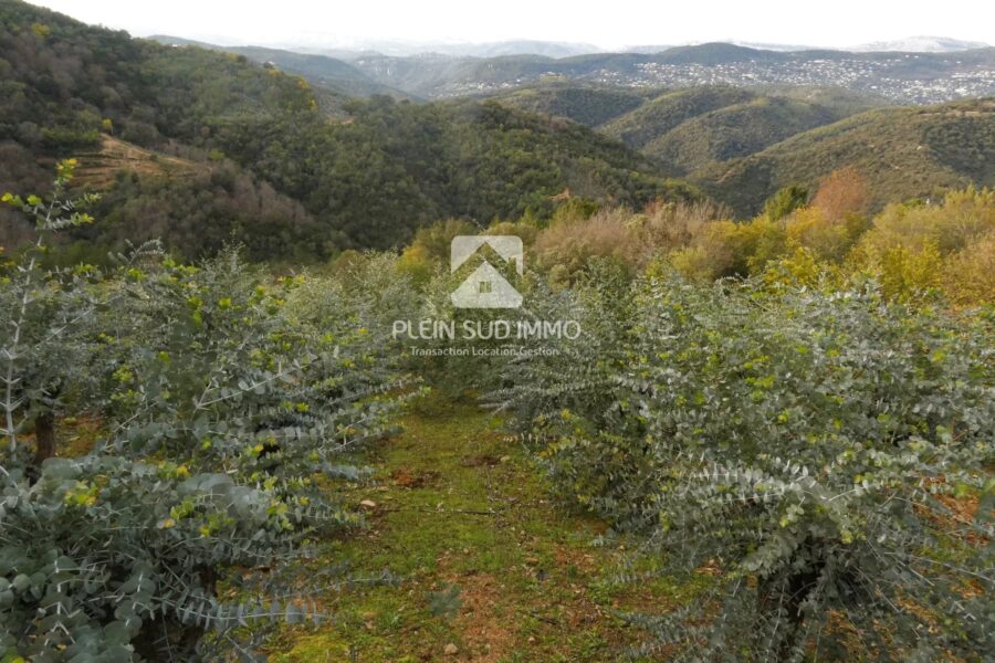 Terrain à vendre à Tanneron — Vue nature — photo 1