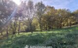 Terrain à vendre à Carmaux — Vue nature — photo 1