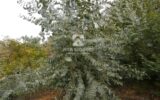 Terrain à vendre à Tanneron — Vue nature — photo 4