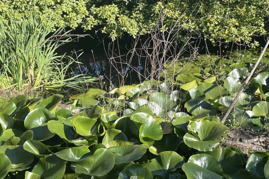 Maison à vendre à Albi — Vue nature — photo 18