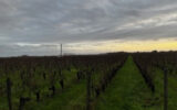 Terrain à vendre à Cravant-les-Côteaux — Vue vignes — photo 2