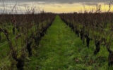 Terrain à vendre à Cravant-les-Côteaux — Vue vignes — photo 1