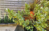 Maison à vendre à Saint-Avé — Vue dégagée — photo 2