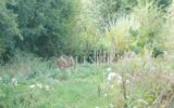 Terrain à vendre à Monthou-sur-Bièvre — Vue nature — photo 15