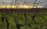 Terrain à vendre à Cravant-les-Côteaux — Vue vignes — photo 3