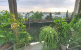 Appartement à vendre à Montpellier — Vue nature — photo 2
